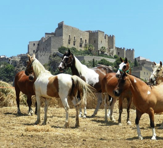 vendita-cavalli-sicilia